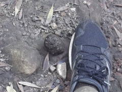 Papio ursinus ursinus