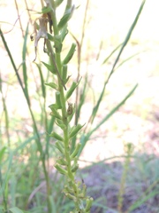 Oenothera rhombipetala