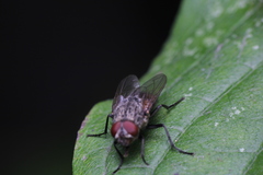 Polleniidae