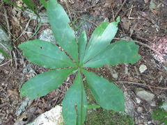 Lilium tsingtauense