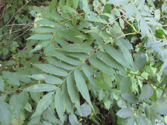 Sorbaria