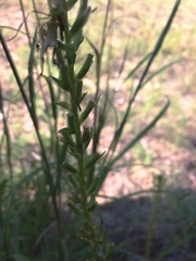 Oenothera rhombipetala