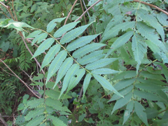 Sorbaria