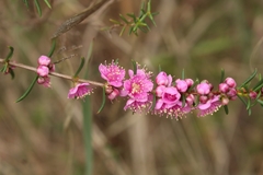 Hypocalymma robustum