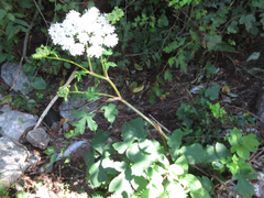 Heracleum moellendorffii