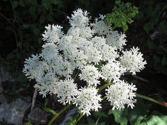 Heracleum moellendorffii