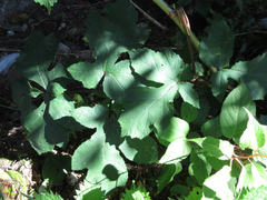 Heracleum moellendorffii