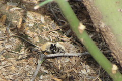Dasymutilla magna