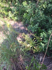 Oenothera rhombipetala
