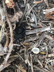 Latrodectus tredecimguttatus