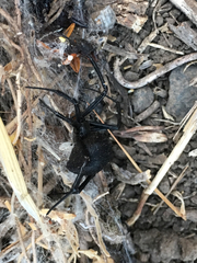 Latrodectus tredecimguttatus