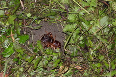 Tarbinskiellus portentosus