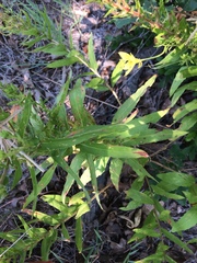 Oenothera rhombipetala