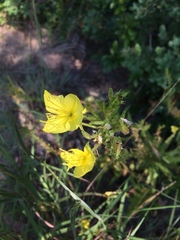 Oenothera rhombipetala