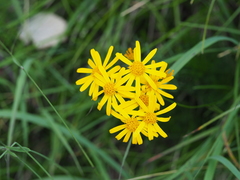 Jacobaea abrotanifolia