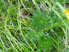 Jacobaea abrotanifolia