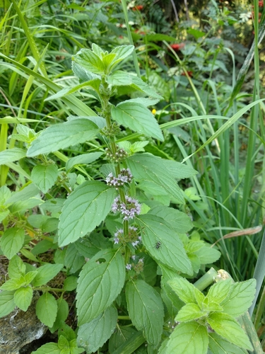 Mentha arvensis