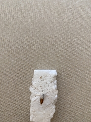Lepidoptera