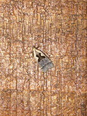 Dichomeris bilobella