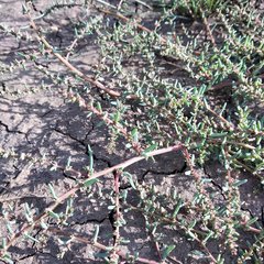Suaeda prostrata