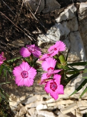 Dianthus caucaseus
