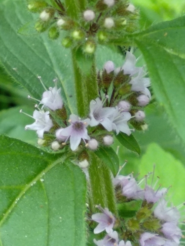Mentha arvensis