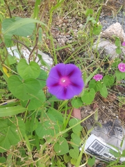 Ipomoea