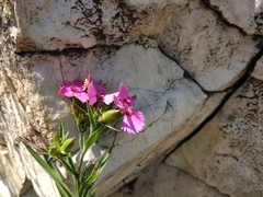 Dianthus caucaseus