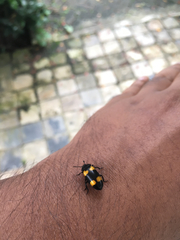 Episcapha quadrimacula