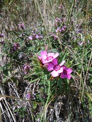 Dianthus caucaseus