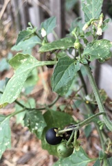 Solanum nigrum nigrum