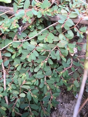 Euphorbia humifusa