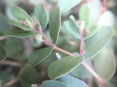 Euphorbia humifusa