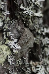 Entephria caesiata