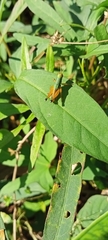 Caryanda spuria