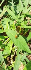 Caryanda spuria