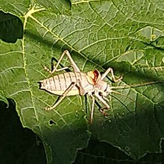 Ephippiger ephippiger