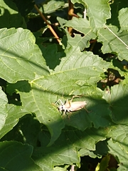 Ephippiger ephippiger