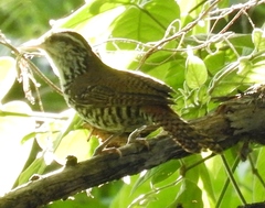 Thryophilus pleurostictus