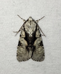 Acronicta funeralis