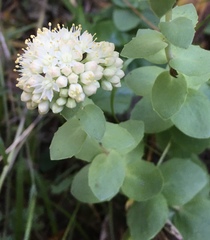 Hylotelephium maximum ruprechtii