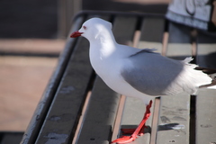 Chroicocephalus novaehollandiae