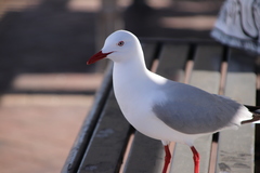 Chroicocephalus novaehollandiae