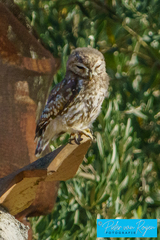 Athene noctua indigena