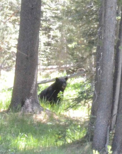 iNaturalist observation photo of American Black Bear