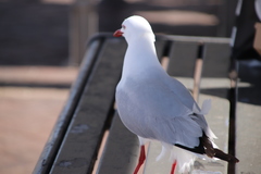 Chroicocephalus novaehollandiae