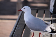 Chroicocephalus novaehollandiae