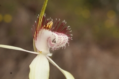 Caladenia splendens
