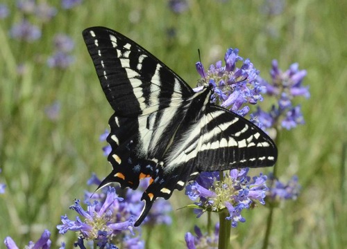 iNaturalist observation photo of Pale Swallowtail