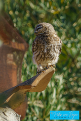 Athene noctua indigena